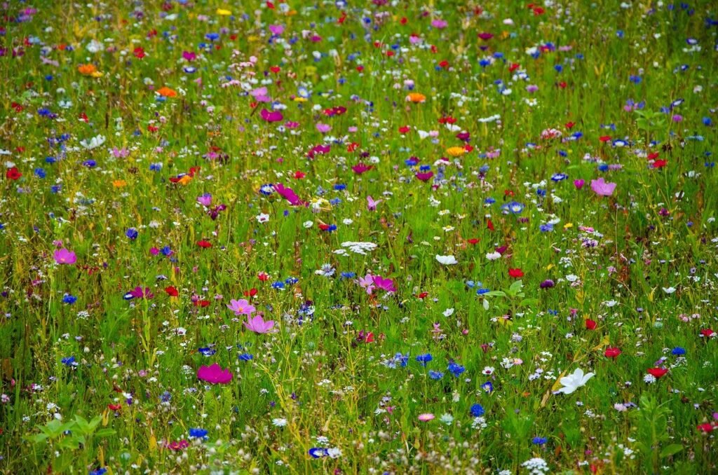 Wildflower Garden