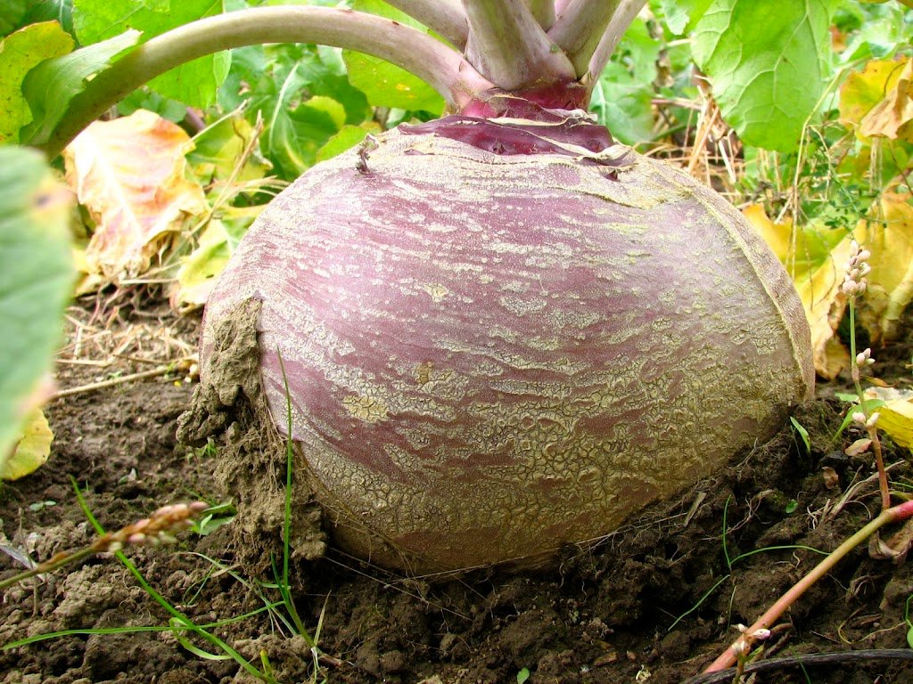 How to Grow Rutabaga: The Ultimate Beginner’s Guide how to grow rutabaga