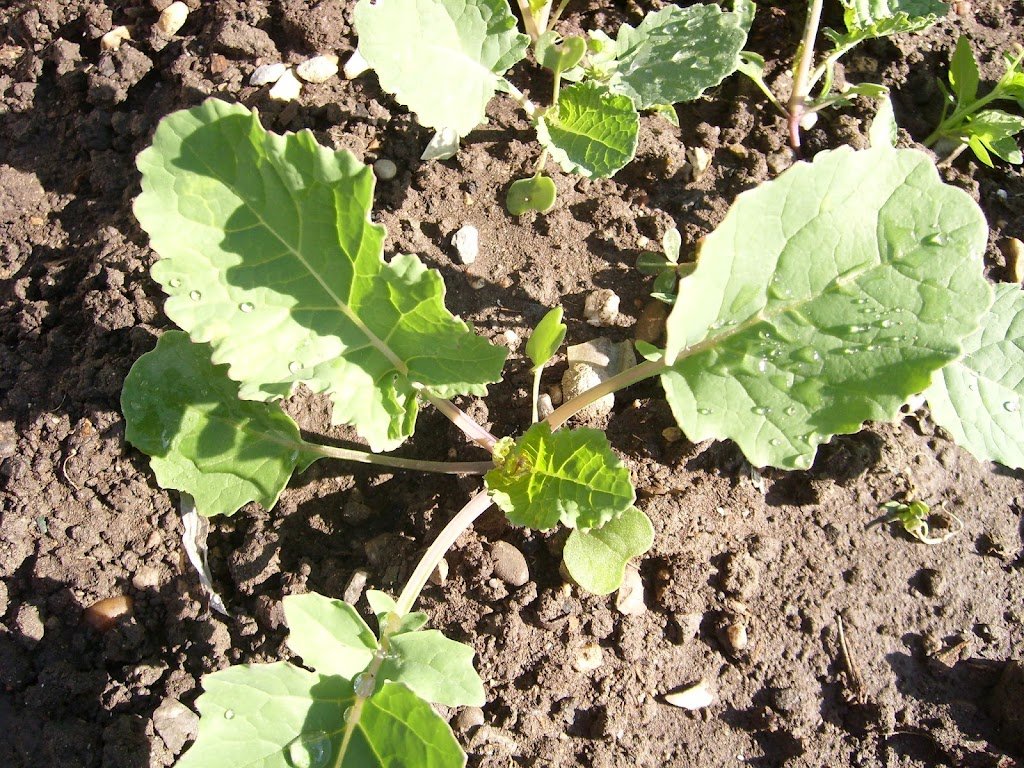 How to Grow Rutabaga: The Ultimate Beginner’s Guide Growing Rutabaga plant