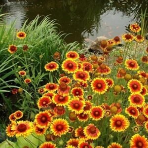 Gaillardia pulchella Seeds