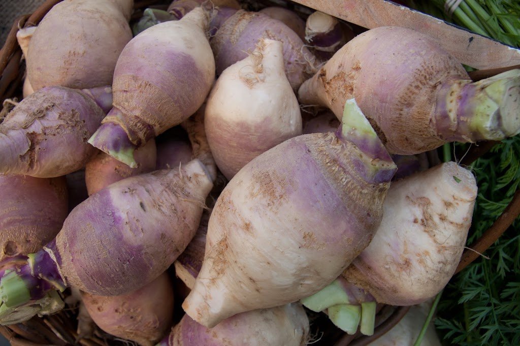 How to Grow Rutabaga: The Ultimate Beginner’s Guide Harvested Rutabagas for storing