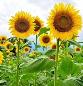 Sunflower Seeds