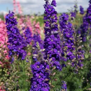 Delphinium Blue Larkspur Flower Seedss