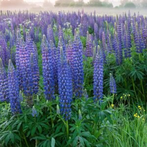 Perennial Blue Lupine Flower Seeds