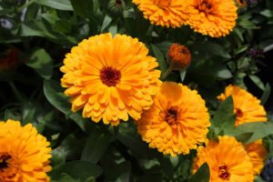 calendula 3448949 1920