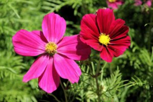 cosmos bipinnatus 2557157 1920