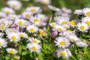 Daisy Flower field