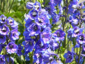 delphinium 850359 1920