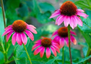 echinacea 4357576 1920