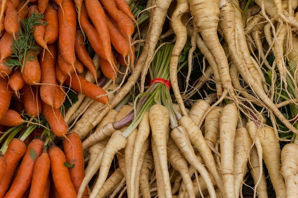 Growing Parsnips: The Complete Guide to How to Plant, Care for, and Harvest Parsnips and carrots