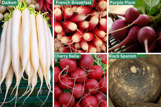 Growing Radishes: How to Plant, Care For, and Harvest varieties of radish
