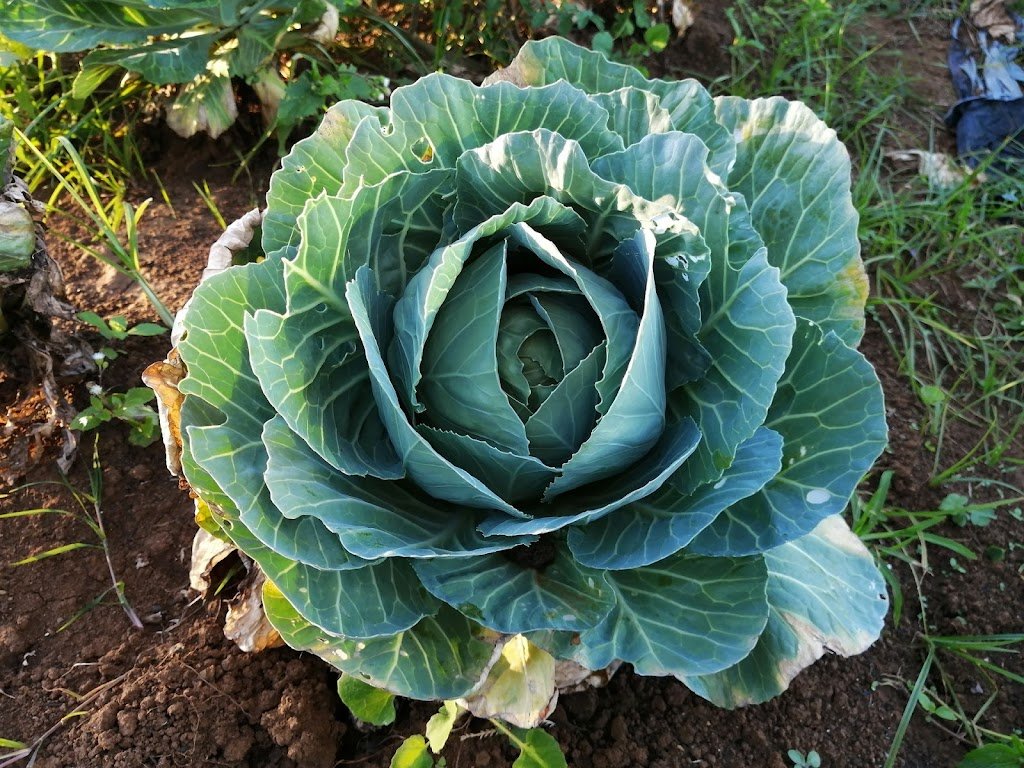 Growing Cabbage: Complete Guide to Planting, Care, and Harvesting Growing cabbage