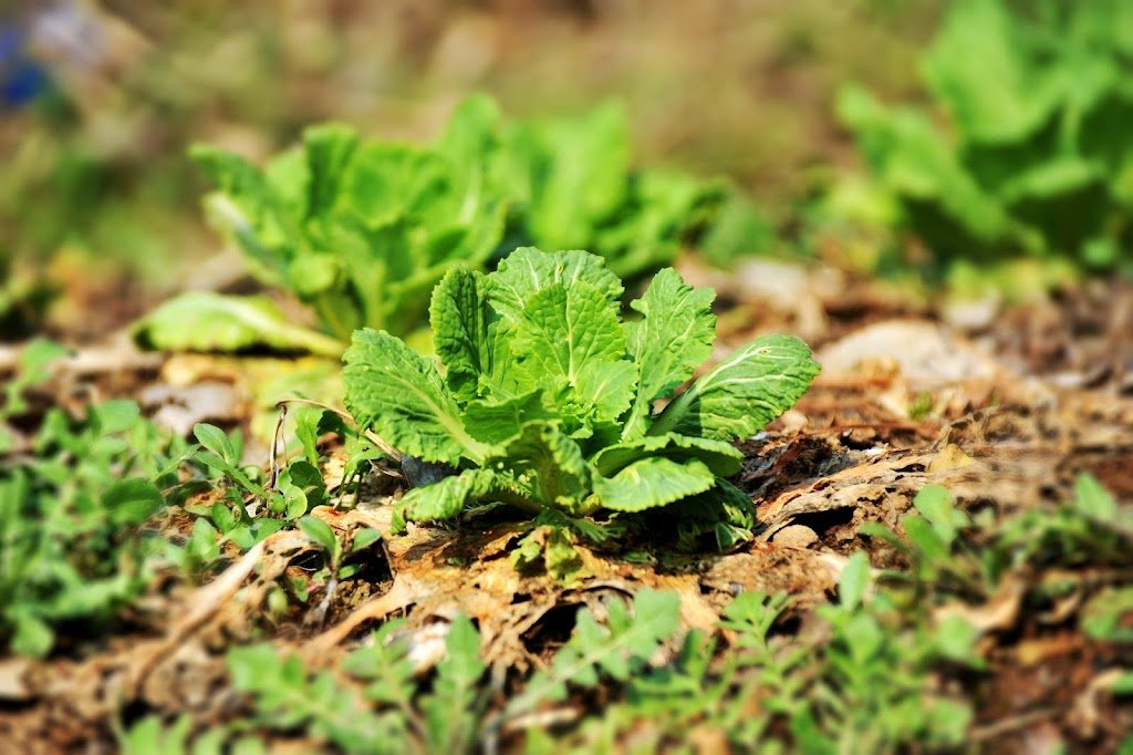 Growing Cabbage: Complete Guide to Planting, Care, and Harvesting Cabbage Plant