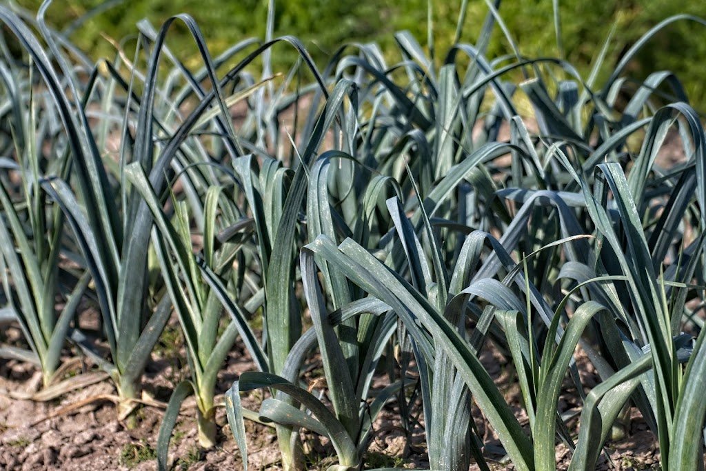 How to Grow Leeks: A Complete Guide for Planting and Care how to grow leeks