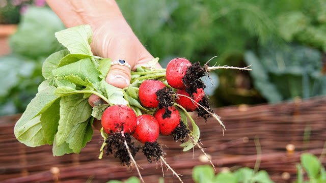 Growing Radishes: How to Plant, Care For, and Harvest Harvesting Radishes