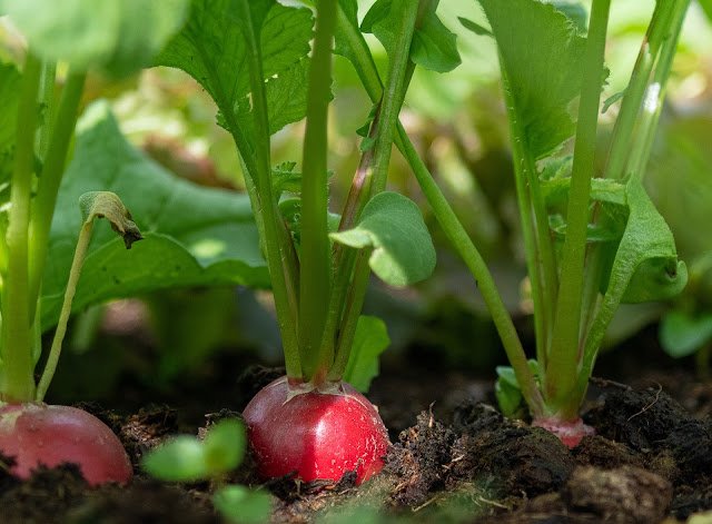 radish 4266807 1920