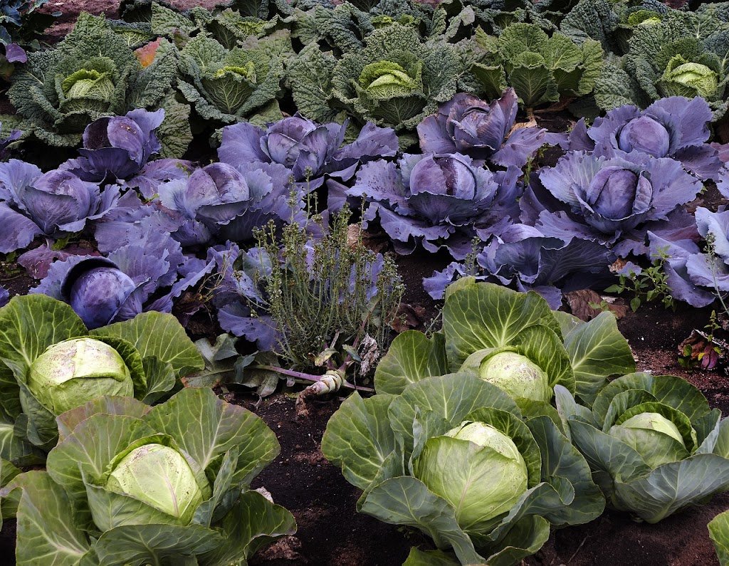 Growing Cabbage: Complete Guide to Planting, Care, and Harvesting Types of Cabbage